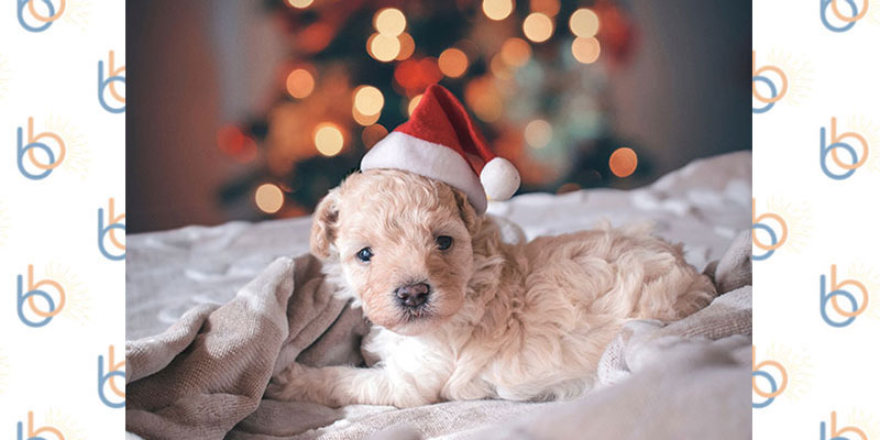 Puppy gift for Christmas