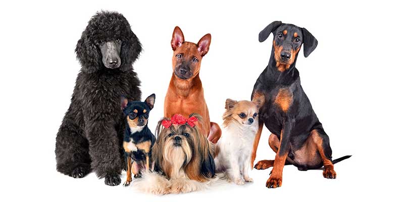 Dogs types hot sale of dogs